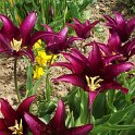 Tulipa fleur de lis 'Burgundy' PB 2